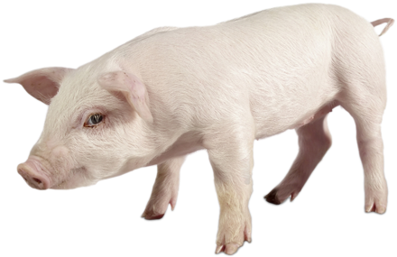 Piglet - Cow On White Background (445x355), Png Download