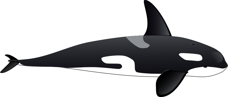 Killer Whale - Orca Clipart (800x342), Png Download