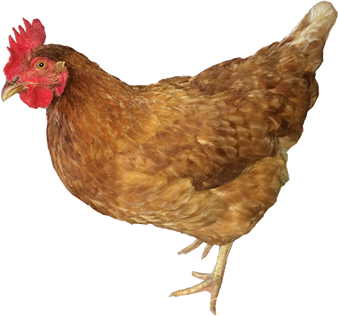 Dixie-chick - Rooster (539x480), Png Download