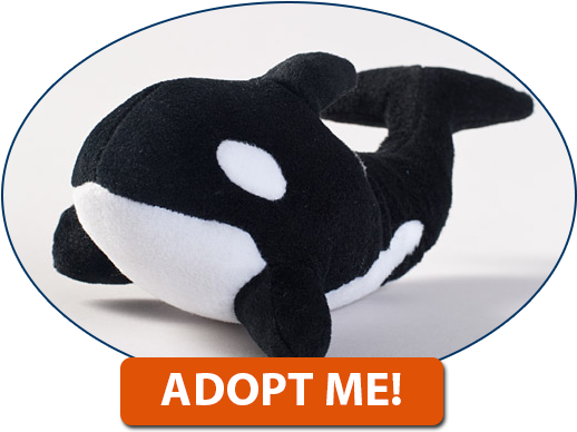 Click Here To Adopt An Orca Today - Marine Conservation (600x460), Png Download