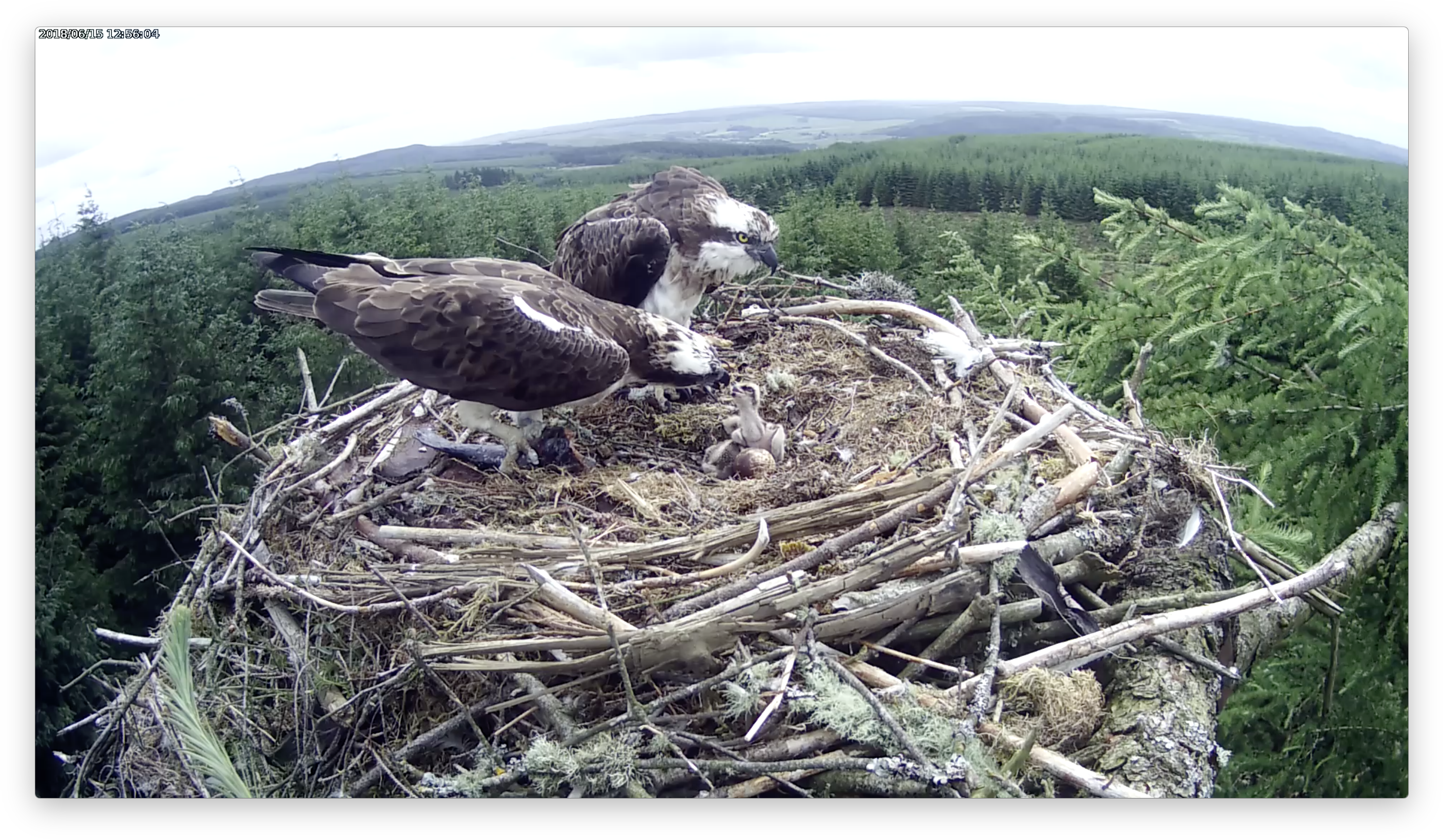 Dad Feeds His Eldest Forestry Commission England - Kielder, Northumberland (3008x1764), Png Download
