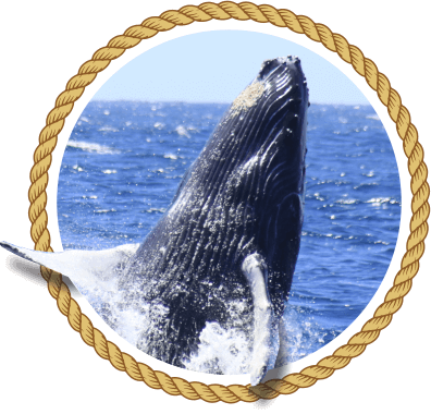 The Whale Watching Season Has Arrived - City Of Tampa Seal (396x380), Png Download