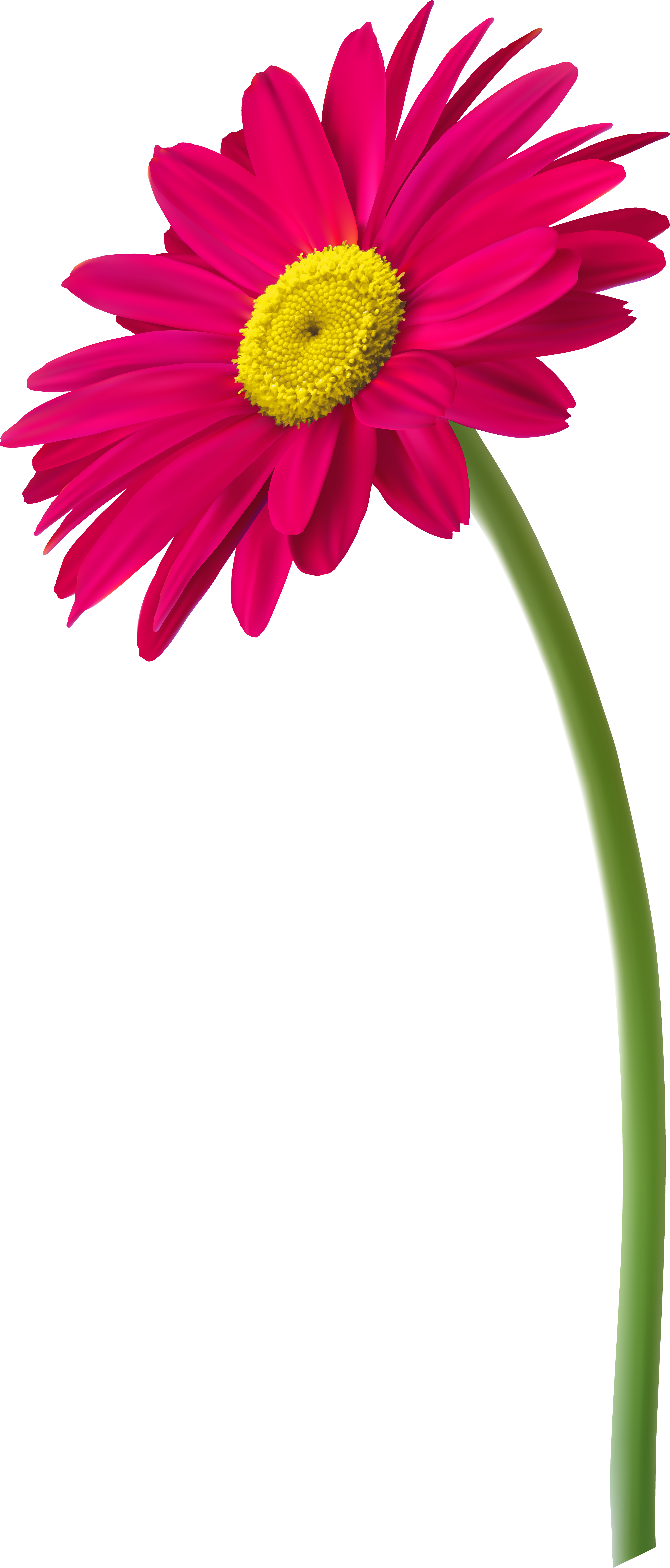 Flowers In Vase Clipart (3981x9124), Png Download