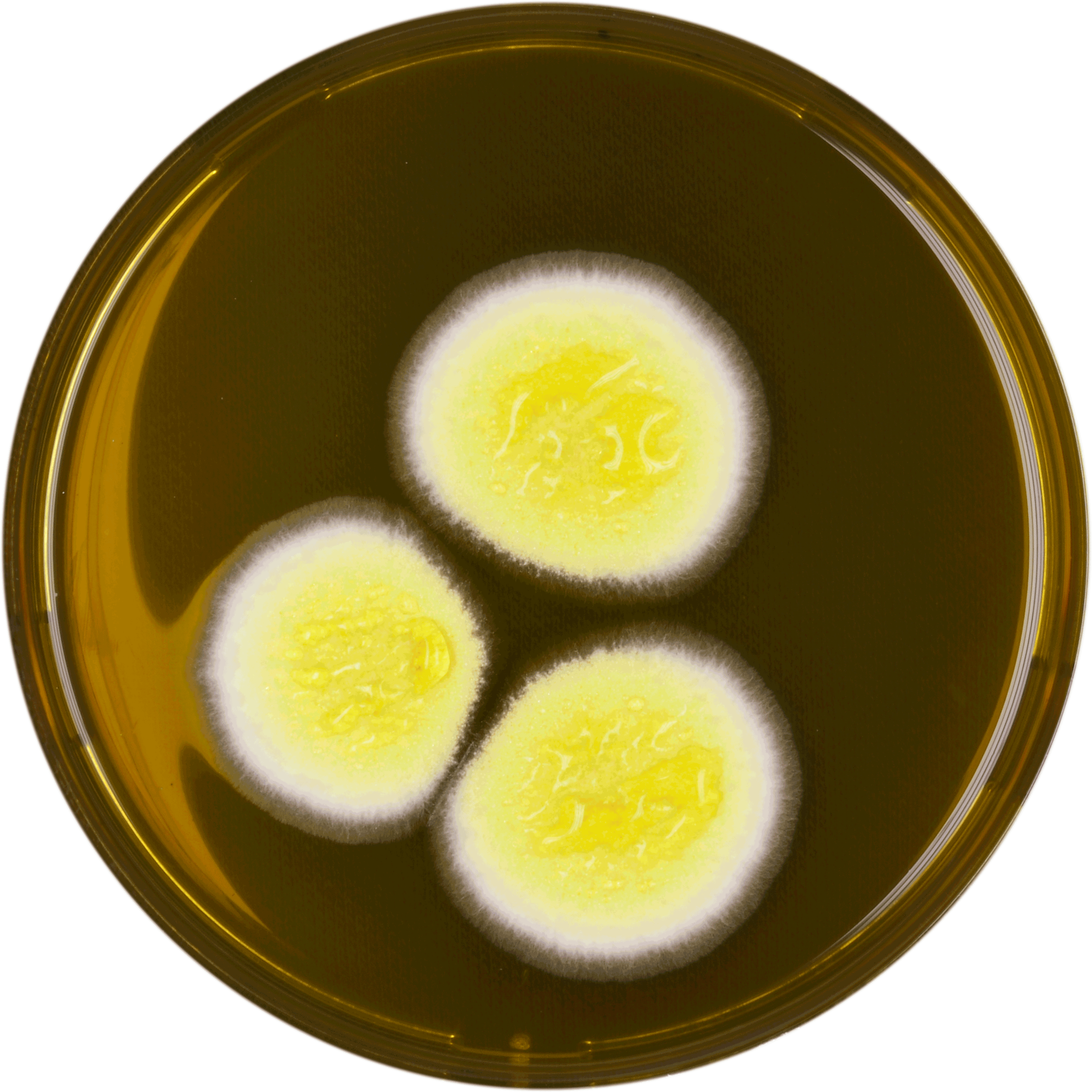 Aspergillus Neoafricanus Meaox - Fried Egg (2912x2912), Png Download