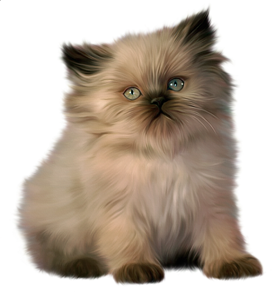 Ragdoll Persian Cat (559x600), Png Download