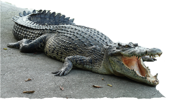 Reptile Park - Crocodile (671x480), Png Download