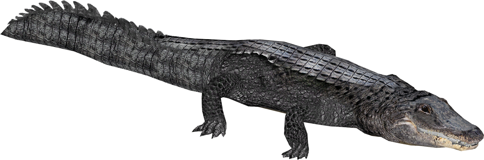 American Eryel Jimmyzhoopz Zt Download Library Wiki - Zoo Tycoon 2 American Alligator (1885x1885), Png Download