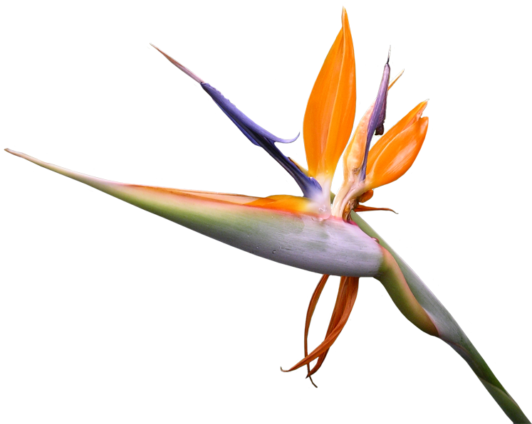 Strelicia - Bird (900x675), Png Download