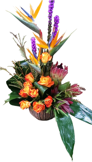 Paradise Found - Bird Of Paradise (600x600), Png Download