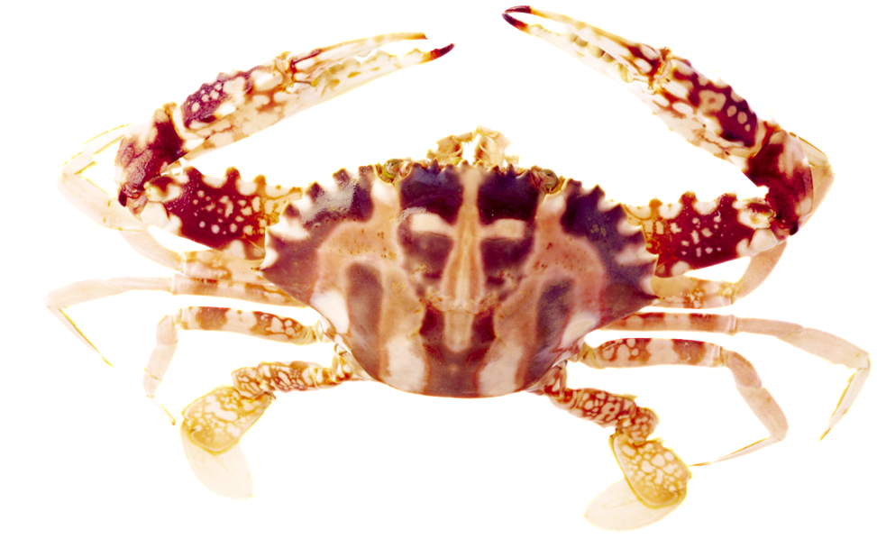 Beautiful Physical Marine Png - 海鲜 (1024x1024), Png Download