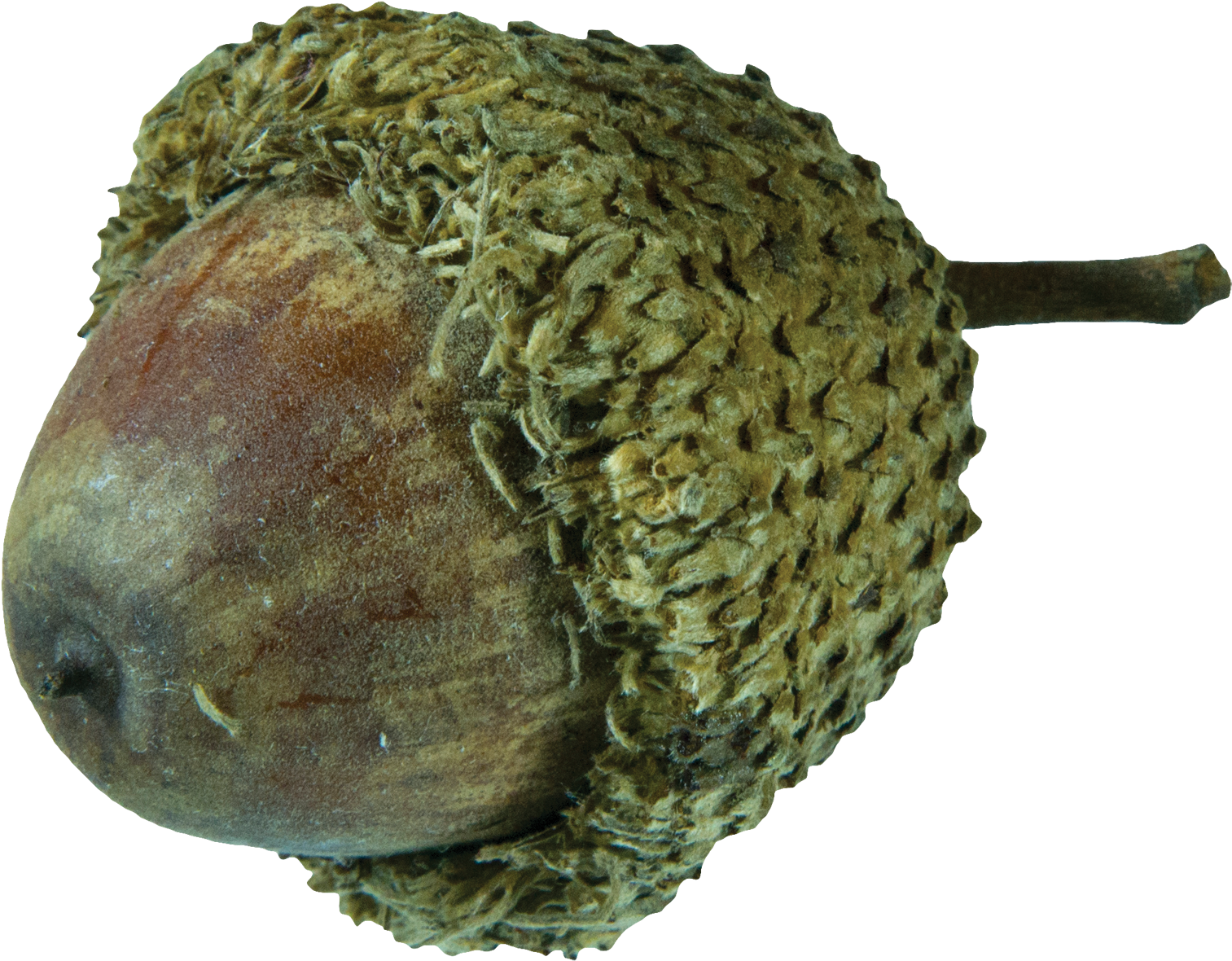 Fruit - Bur Oak Fruit (1679x1364), Png Download