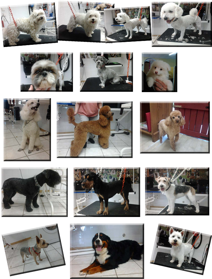Bien Etre Canin Page2 - Companion Dog (750x979), Png Download