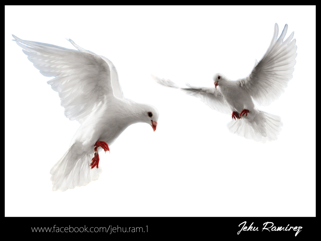 Palomas Png (1024x768), Png Download