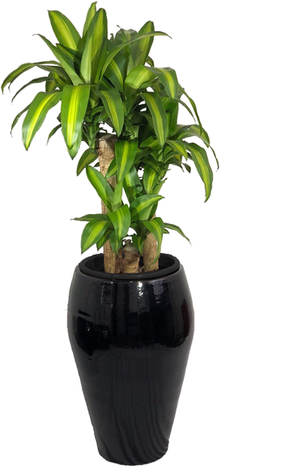 Home>loja>plantas Naturais Ornamentadas>plantas De - Houseplant (794x794), Png Download