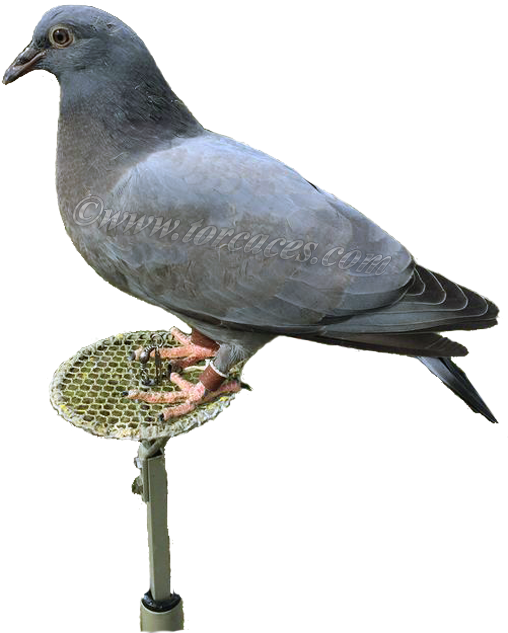 Casalese O Lisa Italiana - Stock Dove (541x645), Png Download