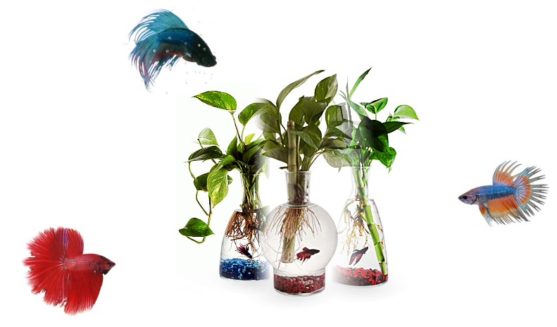 ¿qué Condiciones Necesita Agua - Houseplant (791x464), Png Download