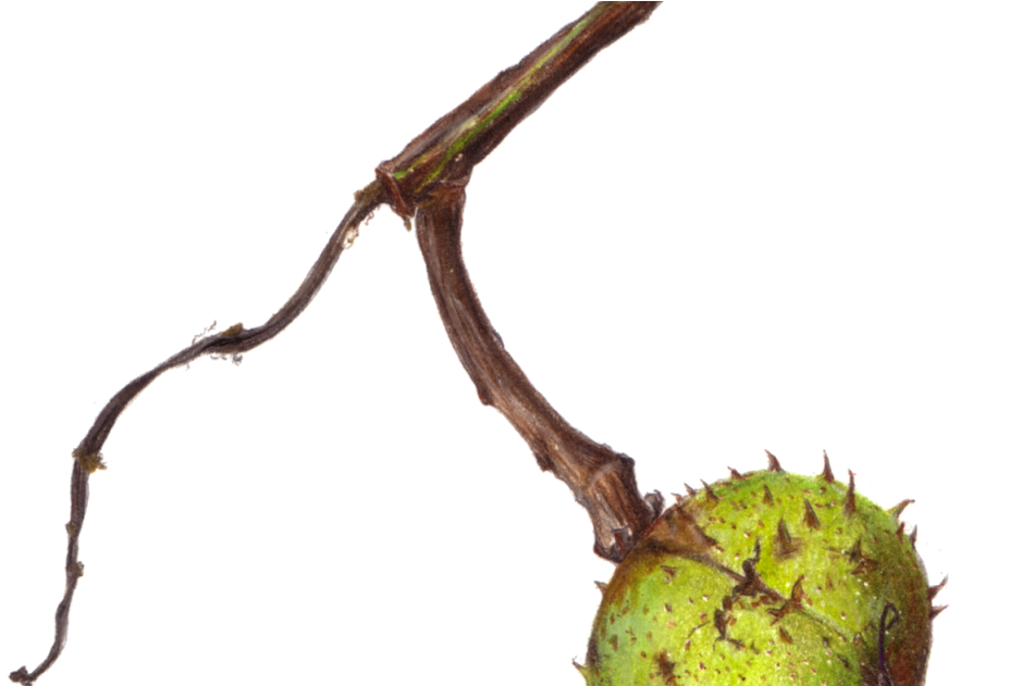 Fruit (1200x630), Png Download