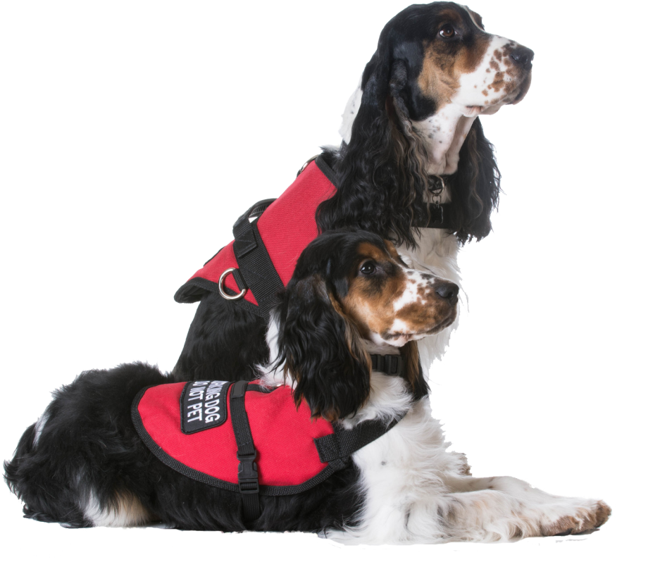 Service Dogs - Landing Page Pet (1024x837), Png Download
