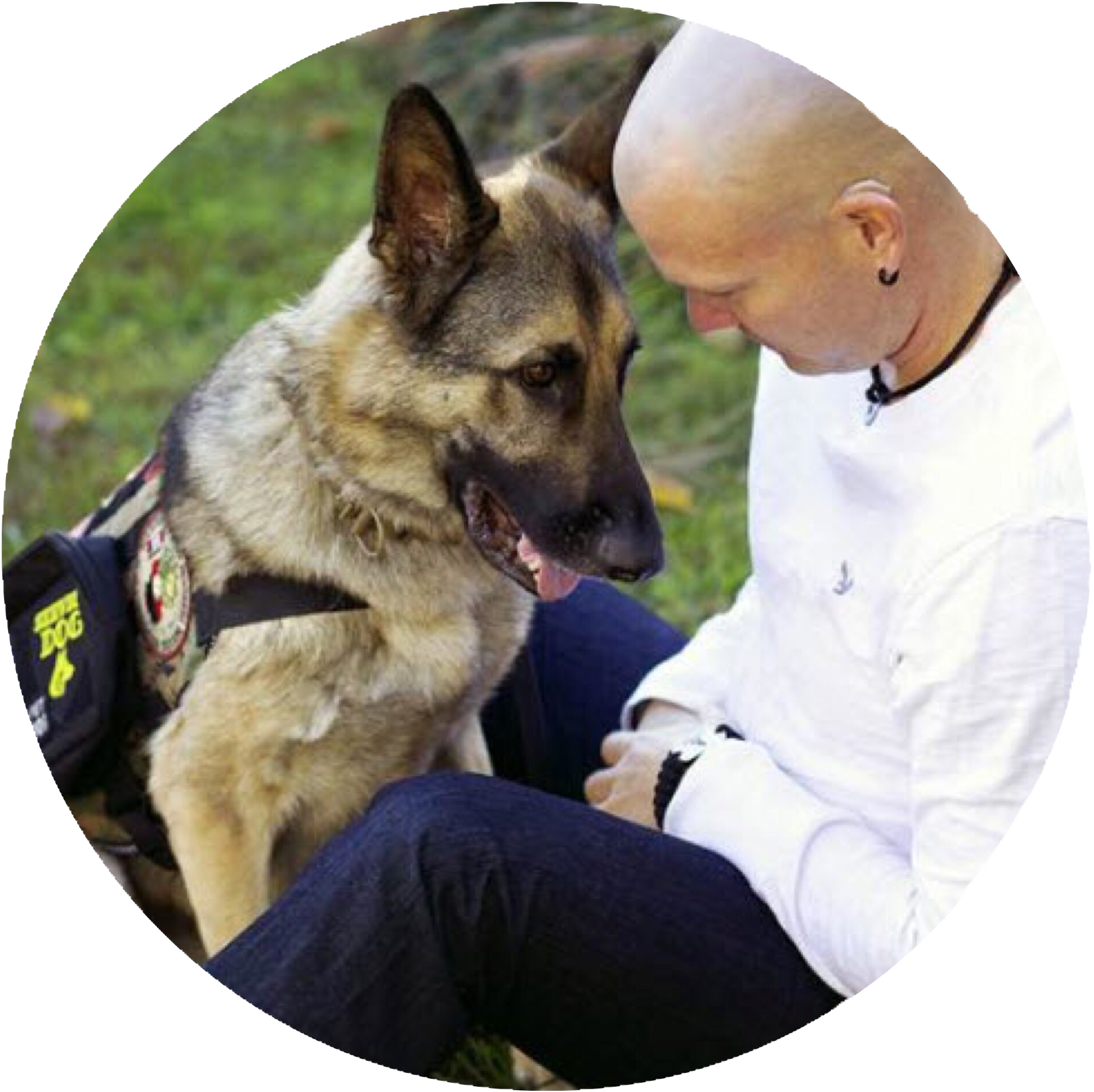 Service Dog Or Therapy Dog Classes - American Airline Large Dog (2208x2208), Png Download