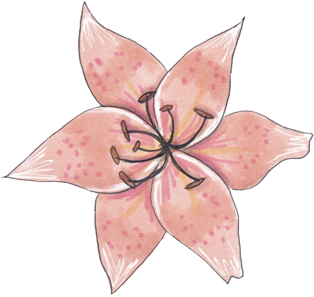 A Specimen Flower Png Transparent - Sketch (1024x1280), Png Download