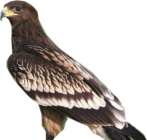 Greater Spotted Eagle T - Golden Eagle (640x480), Png Download
