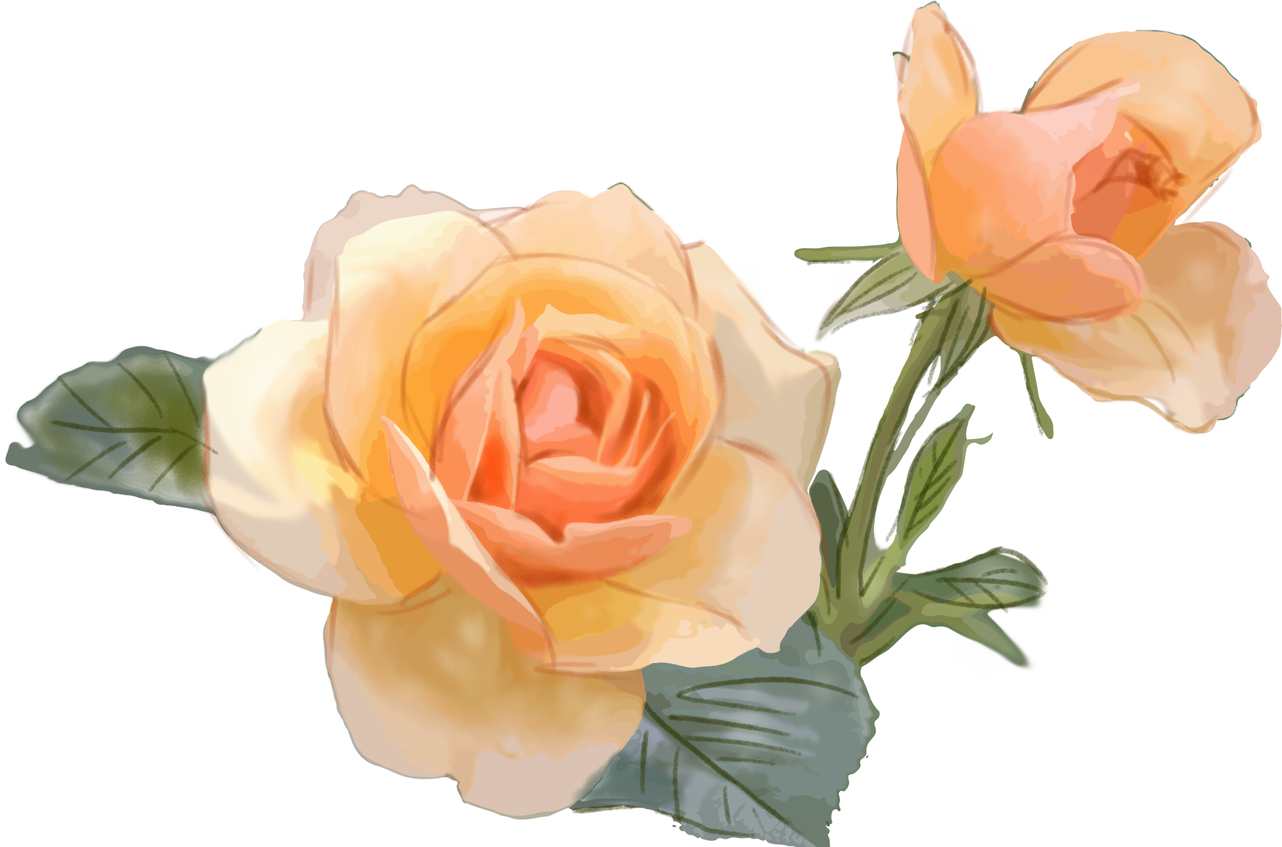 Yellow Rose Flower Commercial Png And Psd - Garden Roses (2000x2000), Png Download