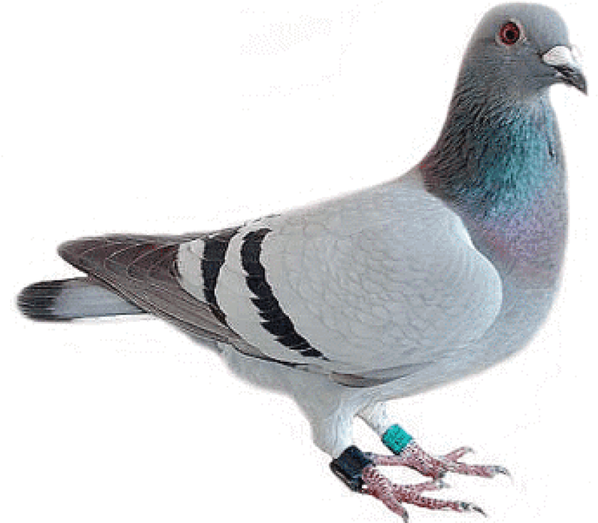Free Png Download Pigeon Looking Png Images Background - Pigeon Syndrome Meme (850x751), Png Download