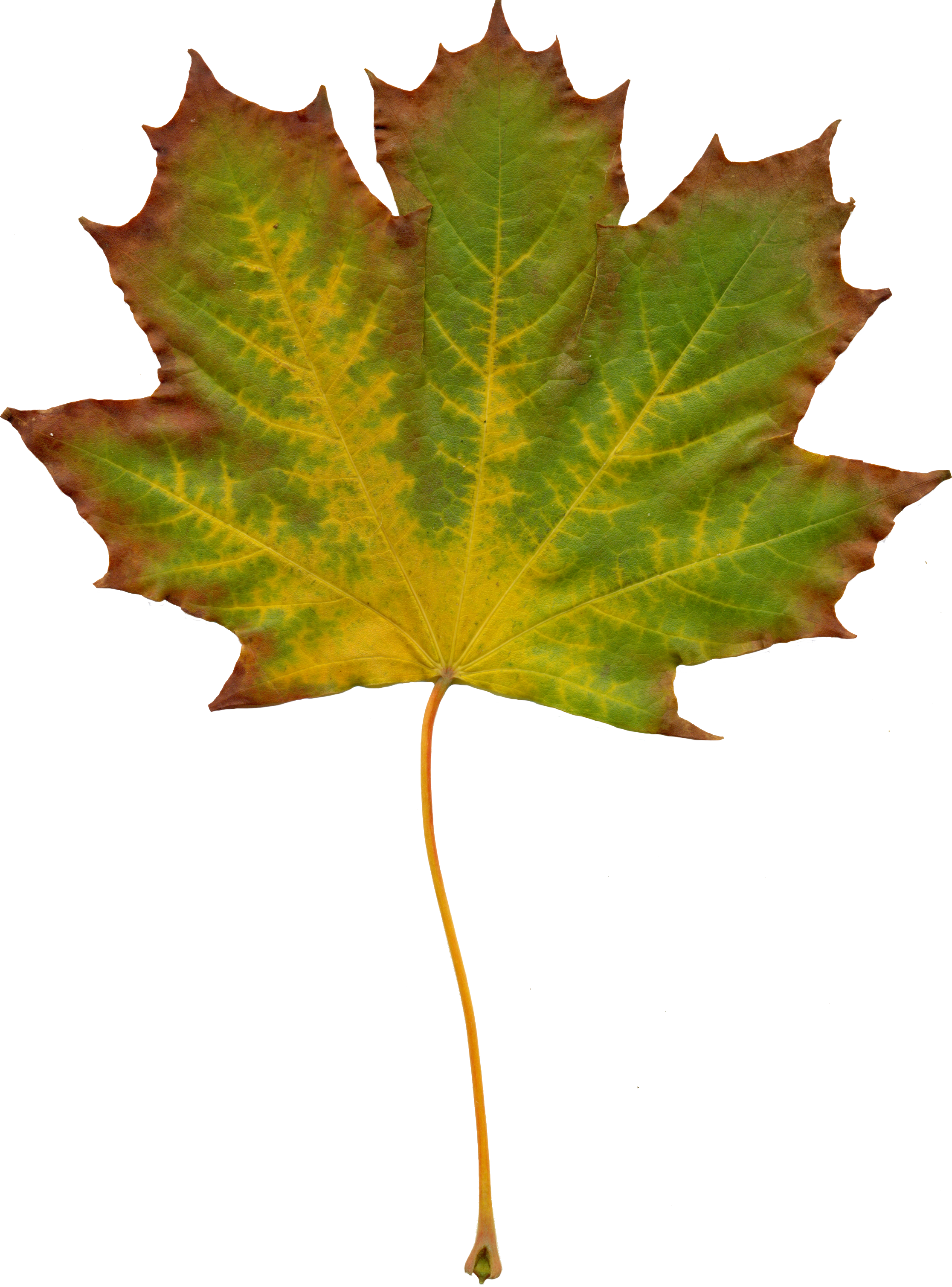 Leaves Nature Autumn Clipart 1072563 - Liście Clipart (2232x3016), Png Download