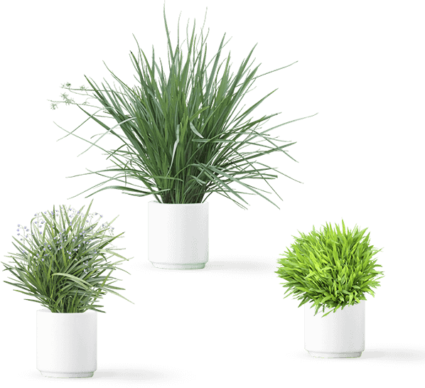 Plants - Art (598x546), Png Download