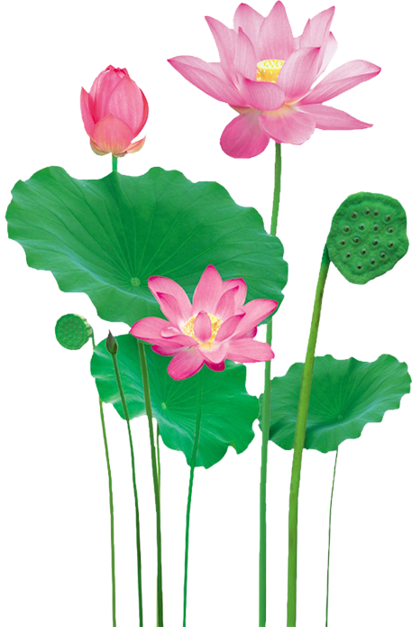 Durga - Sacred Lotus (457x695), Png Download