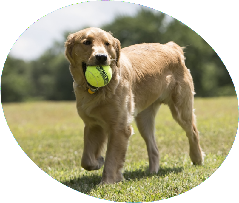 Dog Birthday Gift Ideas - Dog Catches Something (800x688), Png Download