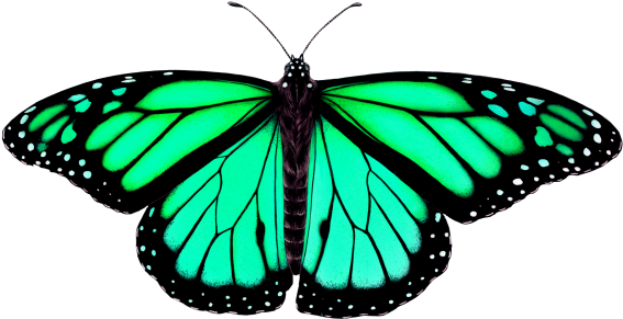 Butterfly - Monarch Butterfly Drawing (866x650), Png Download