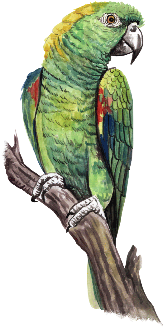 Guias - Macaw (800x1152), Png Download