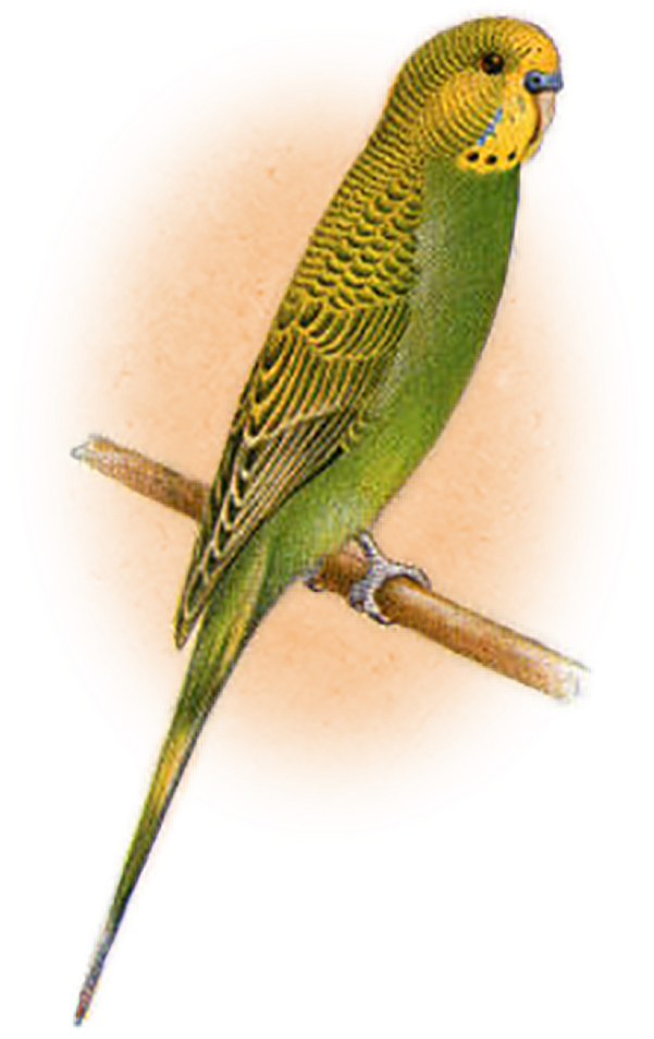 Lancashire Canaries (600x1004), Png Download