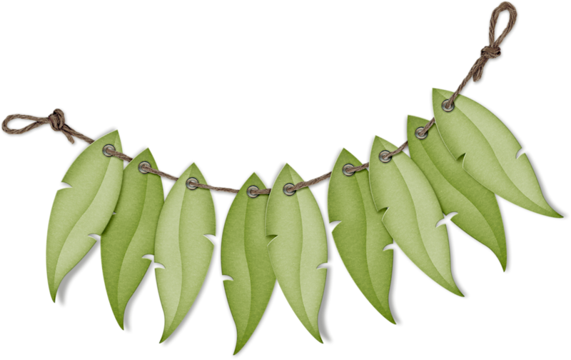 Parrot (800x504), Png Download