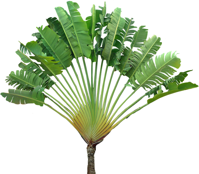 Travellers Palm, Ravenala Madagaskariensis - Cut Out Tropical Plants (639x566), Png Download