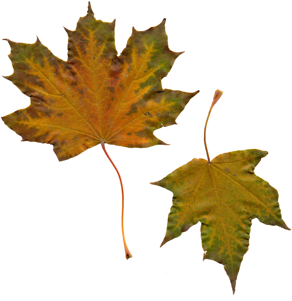 Leaves,yellow Leaves,nature,clipart, - Leaf (1184x1280), Png Download