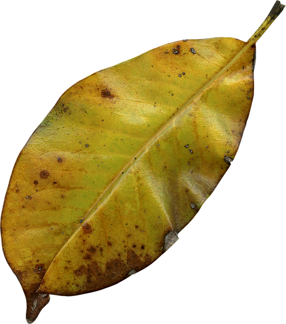 Leaf, Autumn, Nature, Fall, Autumn Leaves, Leaves - Rotting Leaves (564x640), Png Download