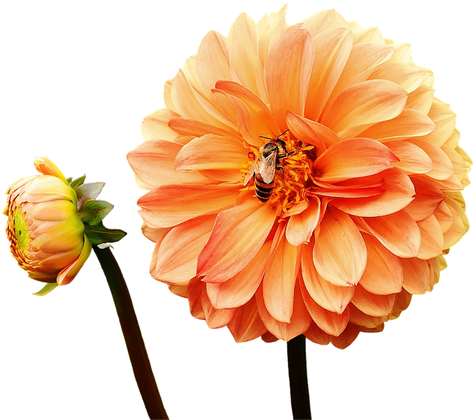 Dahlia, Dahlias, Bees, Autumn, Asteraceae - Yellow Orange Flowers Png (960x640), Png Download