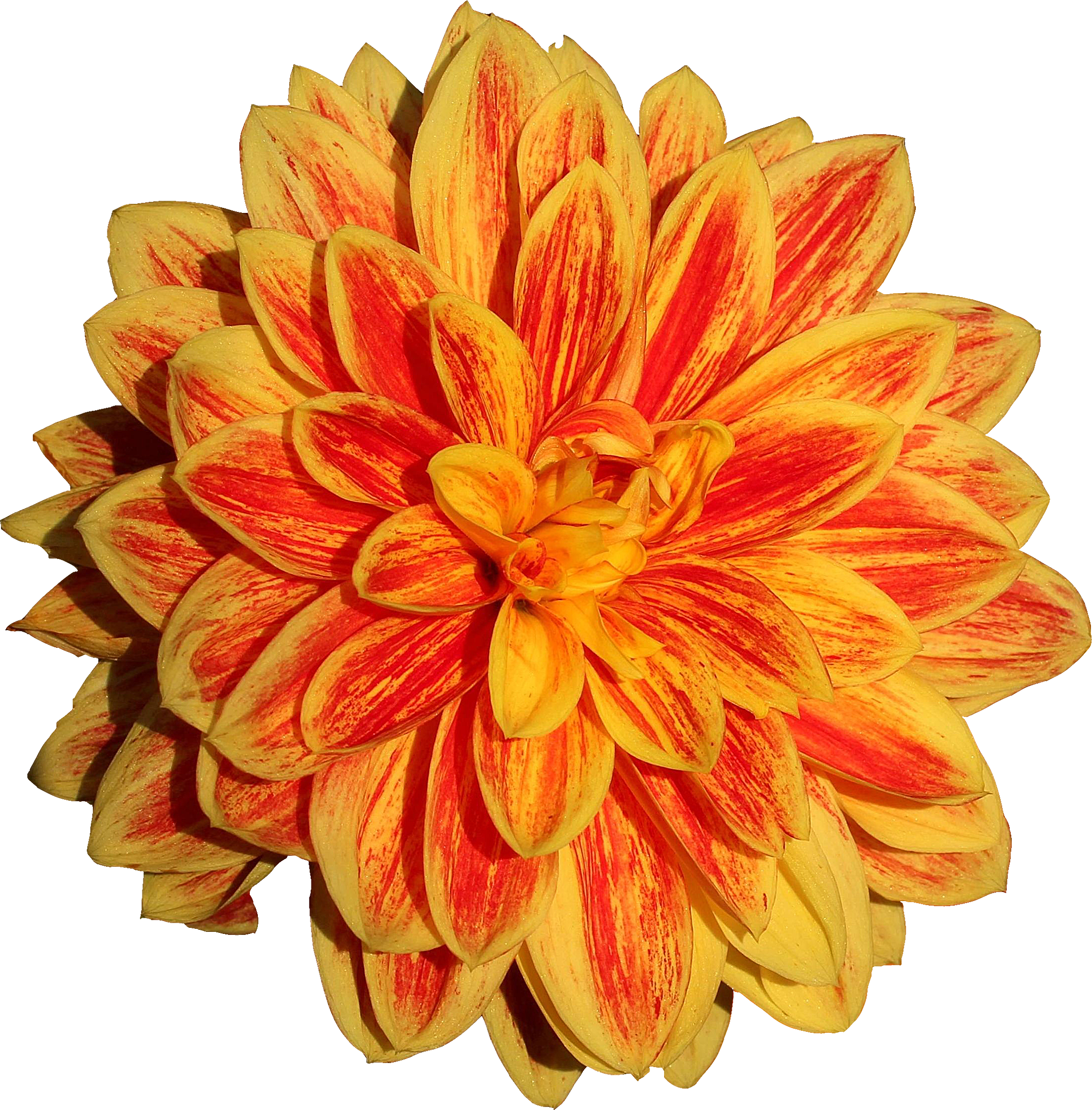 Dahlia Flower Png Image - Png Dahlia (2164x2200), Png Download