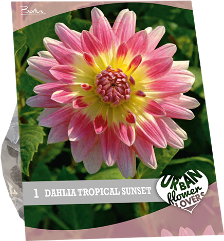 7270 Dahlia Tropical Sunset Per 1 Urban Flowers - Dahlia (600x600), Png Download