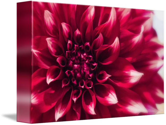 Flower - " - Dahlia (650x489), Png Download