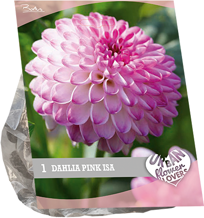 7190 Dahlia Pink Isa Per 1 Urban Flowers - Dahlia (600x600), Png Download