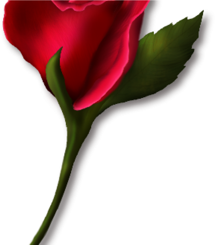Single Rose Clipart Single Rose Clipart Png Real Clipart - Clipart Of A Single Rose (1024x1024), Png Download