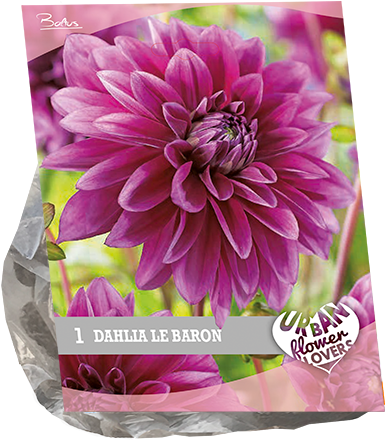 7120 Dahlia Le Baron Per 1 Urban Flowers - Dahlia (600x600), Png Download