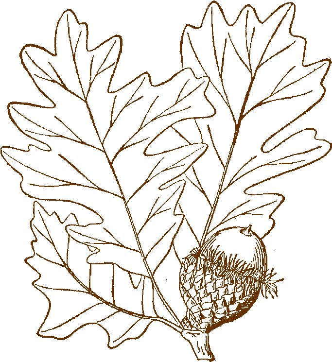 Bur Oak Logo - Line Art (700x800), Png Download
