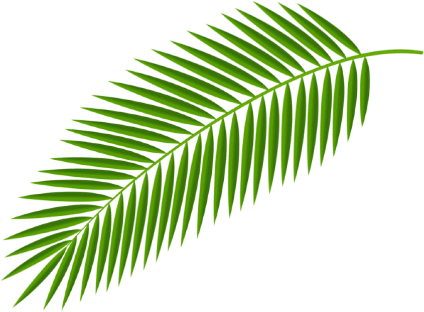 Free Png Download Palm Branch Transparent Clipart Png - Palm Branch (850x629), Png Download
