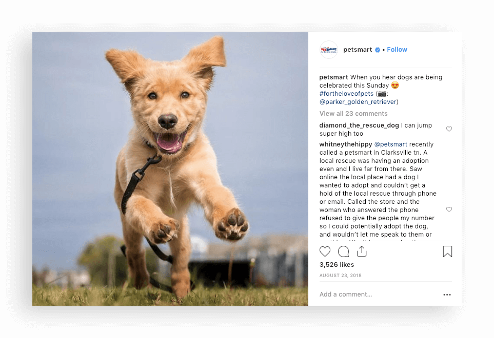 Petsmart Instagram - Companion Dog (963x660), Png Download