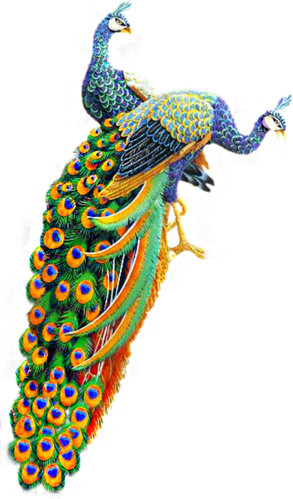 Tubes Oiseaux Feeriques Photoshop, Vtáky, Fantasy, - Peacock Png (580x985), Png Download