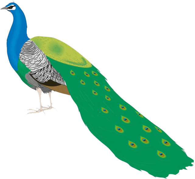 Beautiful Peacock Images For Drawing (650x626), Png Download
